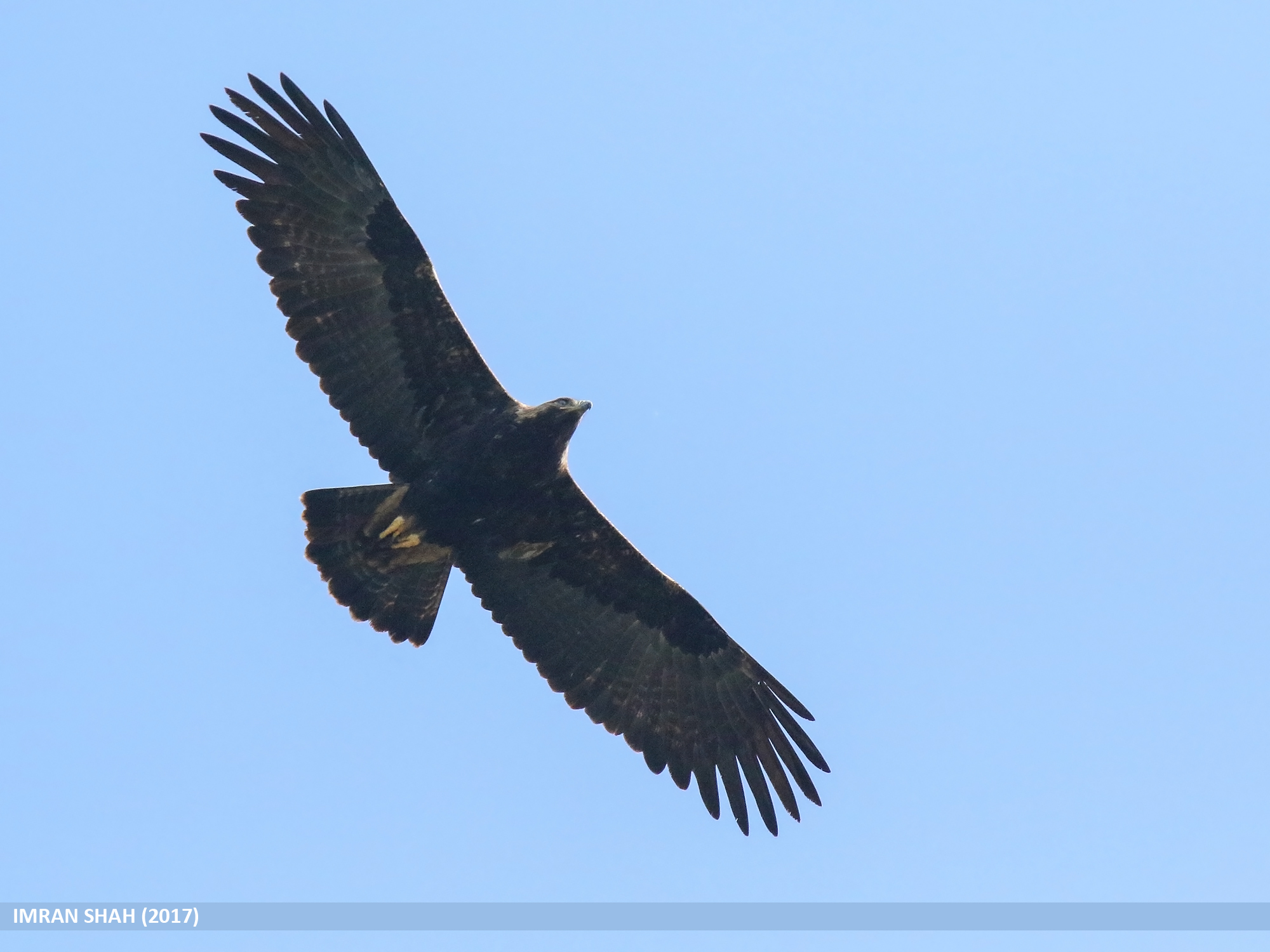 Kaiseradler https://commons.wikimedia.org/w/index.php?curid=74674475