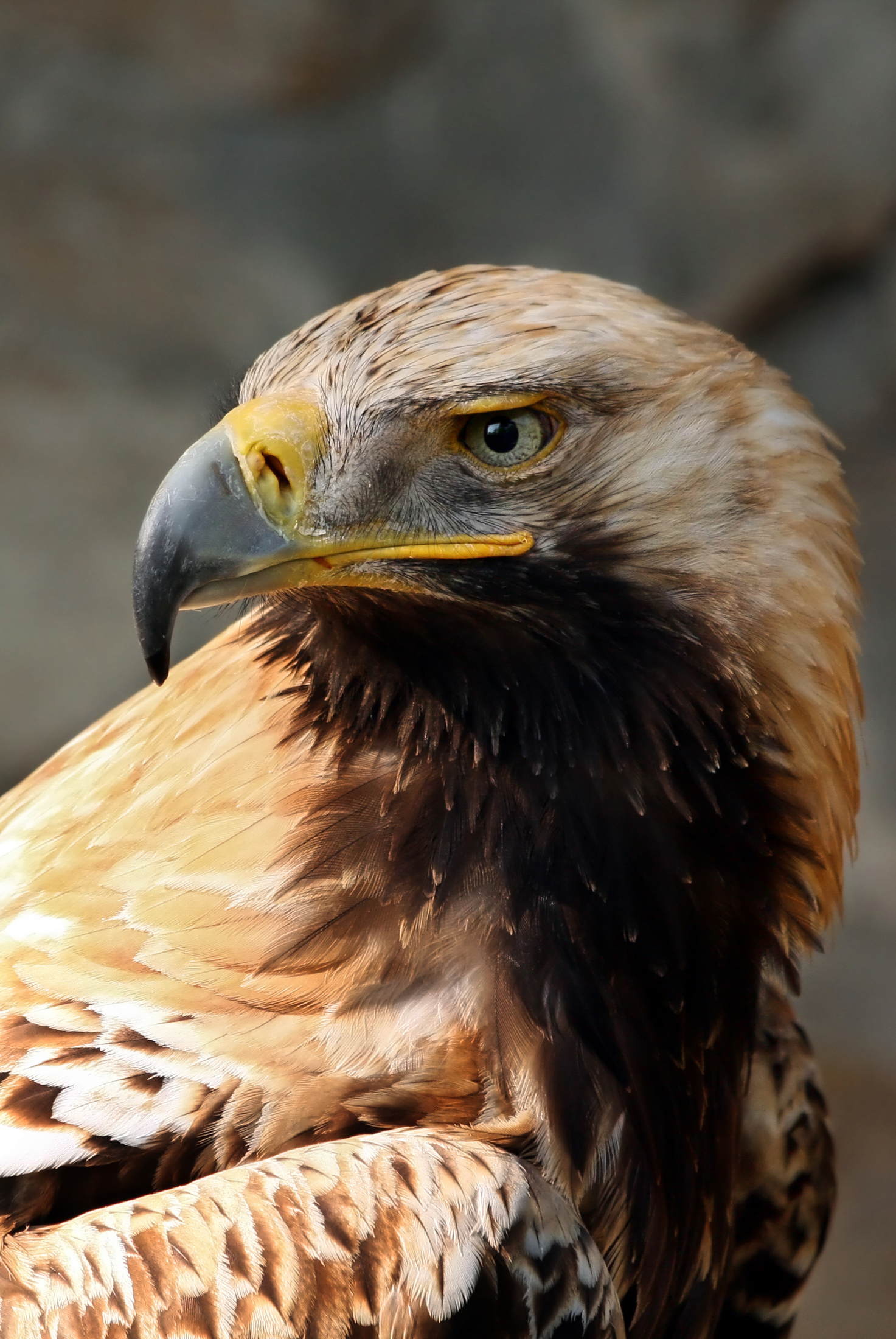 Kaiseradler https://commons.wikimedia.org/w/index.php?curid=3997183