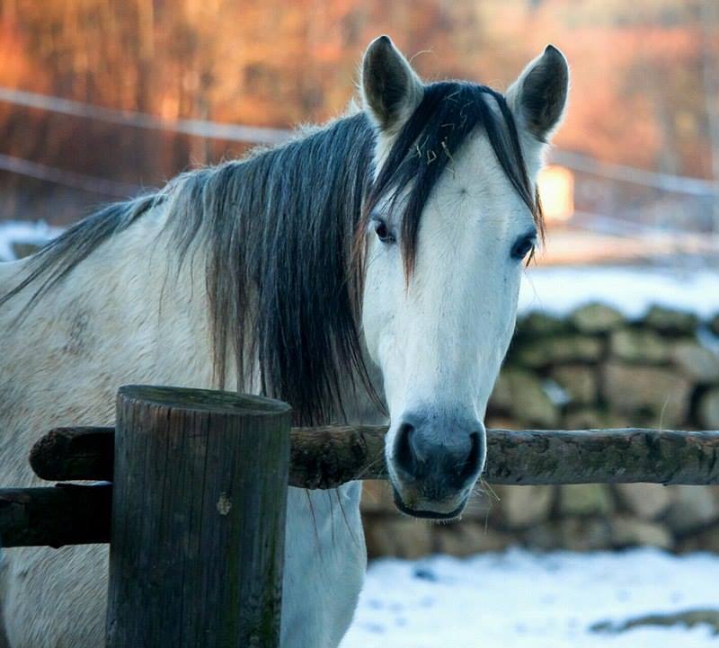 Connemara-Pony