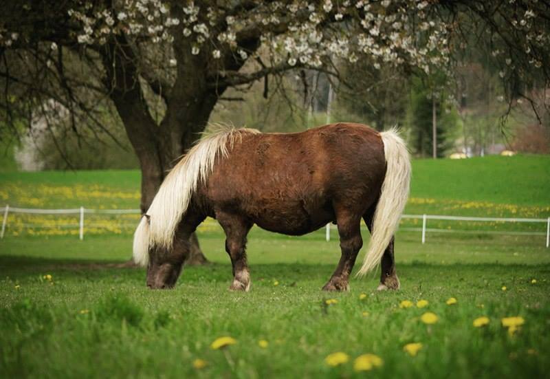 Shetlandpony