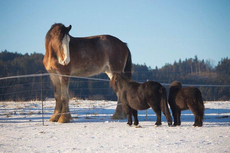 Shire Horse und zwei Miniponys