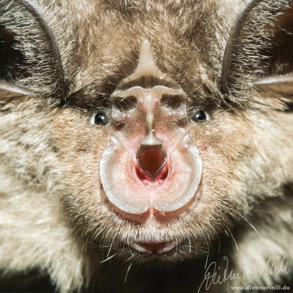 Große Hufeisennase - Rhinolophus ferrumequinum