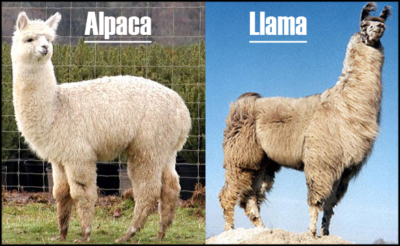 Alpaka vs. Lama